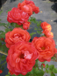Preview: Edelrose Piccadilly